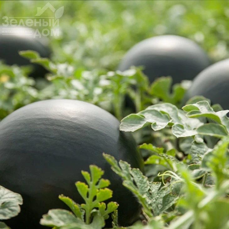 Морена F1 / Morena F1, 60-62 дня фото 2