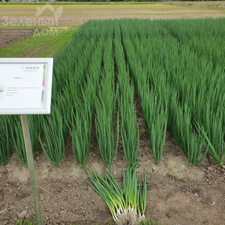 Йода F1 / Yoda F1 фото 1