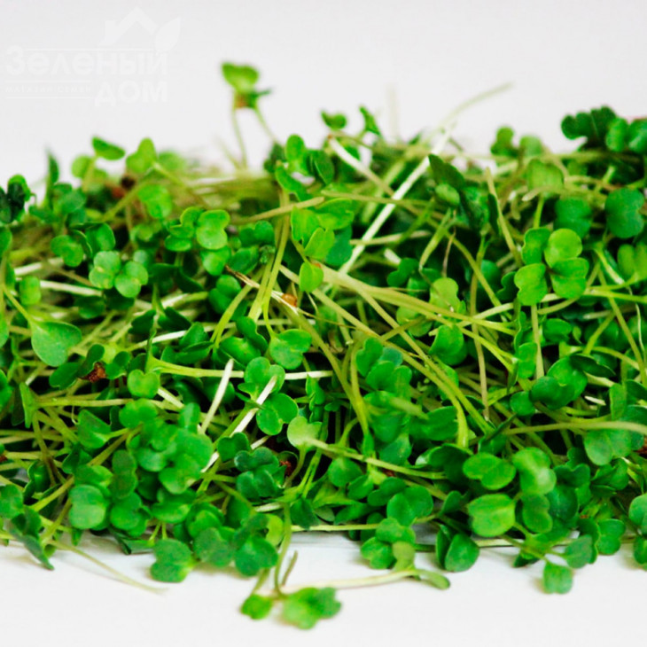 Мікрогрін Руккола / Microgreen Rukkola фото 1