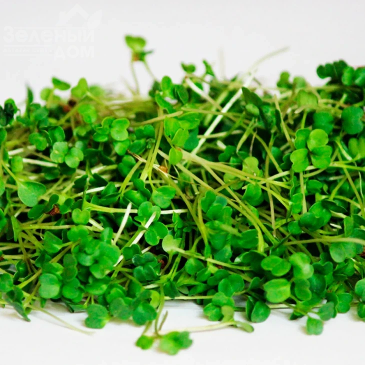 Мікрогрін Руккола / Microgreen Rukkola фото 1