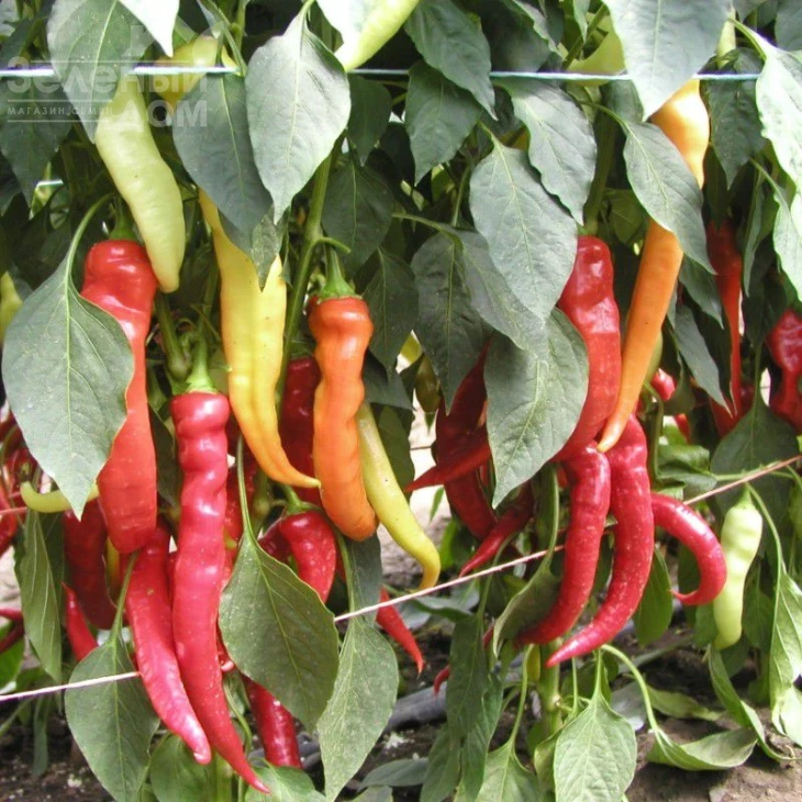 Паливец / Palivec,60-70 дней фото 1