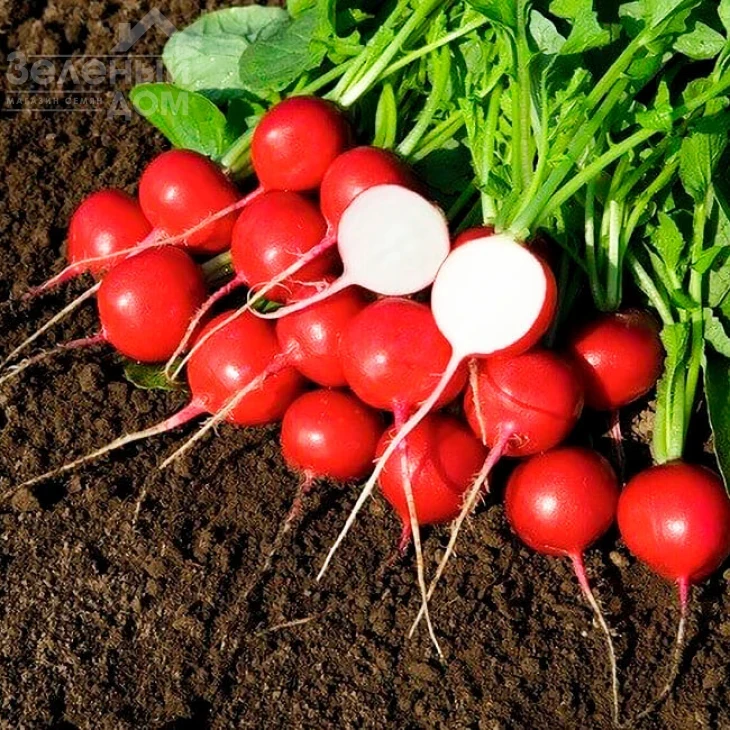 Гиганте Сикуло / Gigant Siculo фото 1