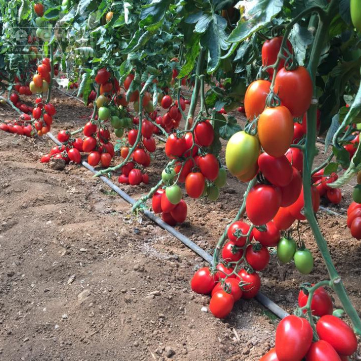 Колеос (132-111) F1 / Koleos (132-111) F1,120-130 днів фото 2