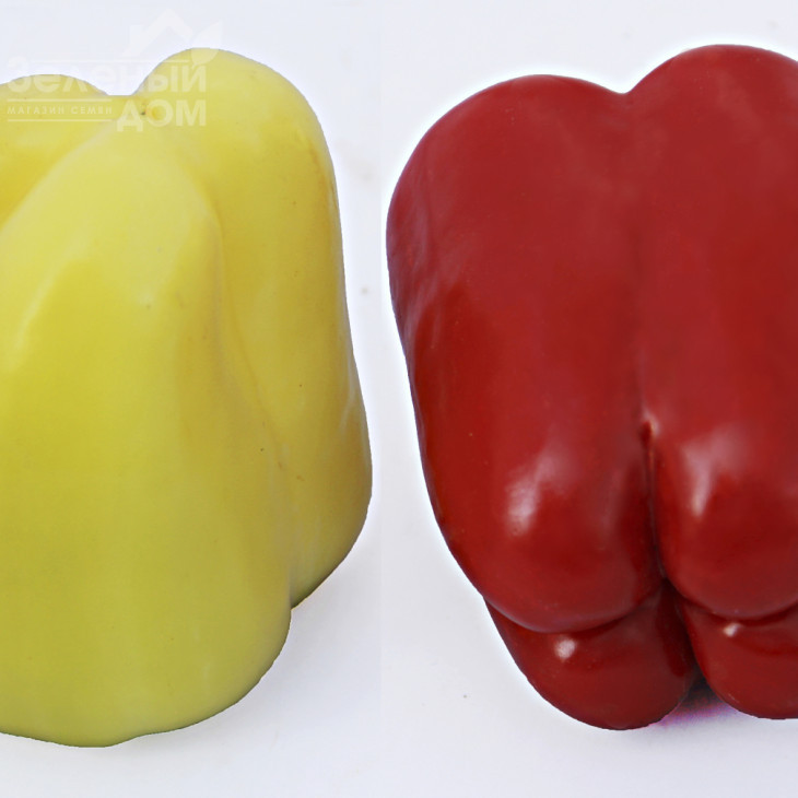 ЛС 13110 F1 / LS 13110 F1,80-85 днів фото 2