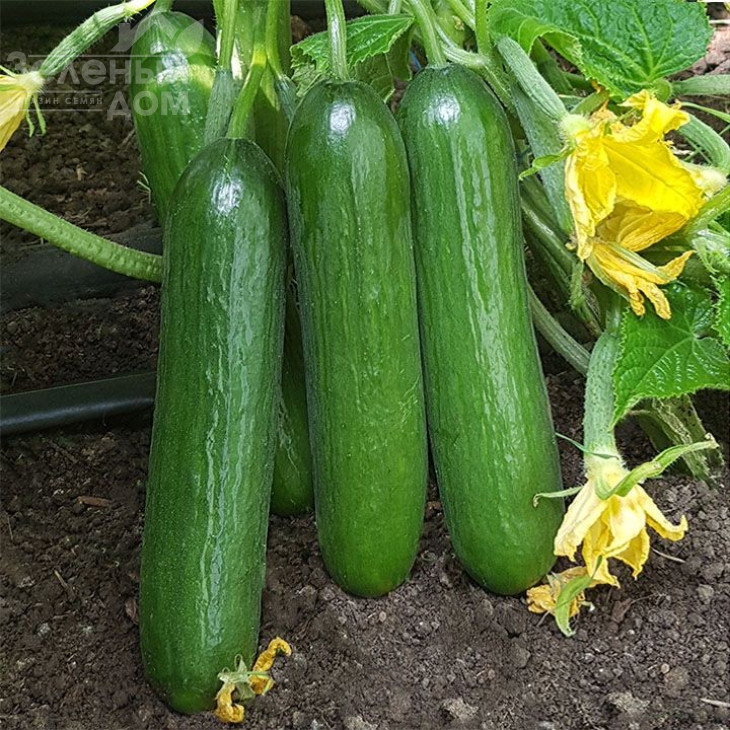 КС 260 F1 / KS 260 F1,45-50 днів фото 1