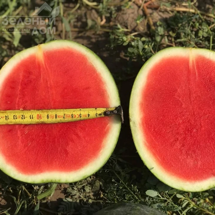 Экстази F1 / Extazy F1,80-85 дней фото 4