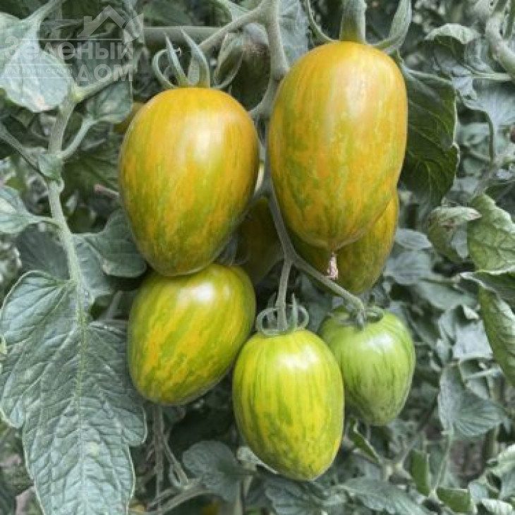 Корваліс F1 / Korvalis F1, 95 днів фото 3