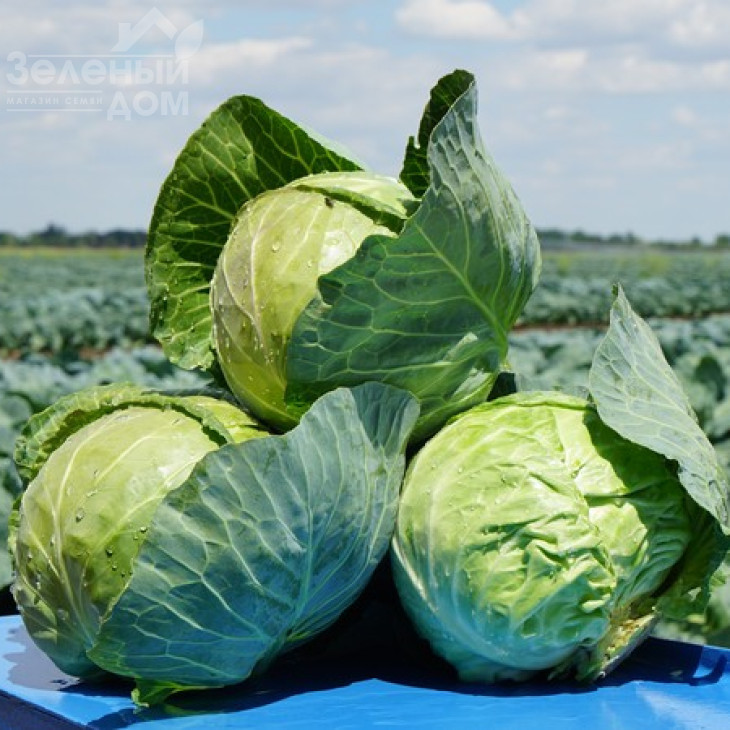 Констебль F1 / Constebl F1,52-55 днів фото 4