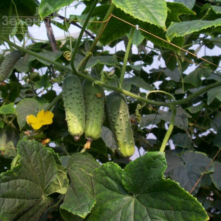 Соната F1 / Sonate F1,40-42 дні фото 1