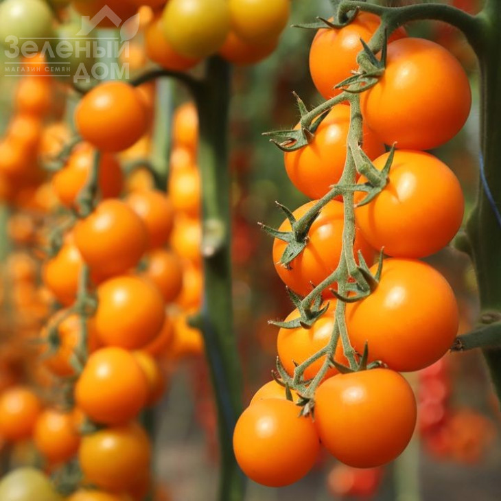 Нессі F1 КС 1549 F1 / Nessy F1 (KS 1549 F1),105-115 днів фото 1