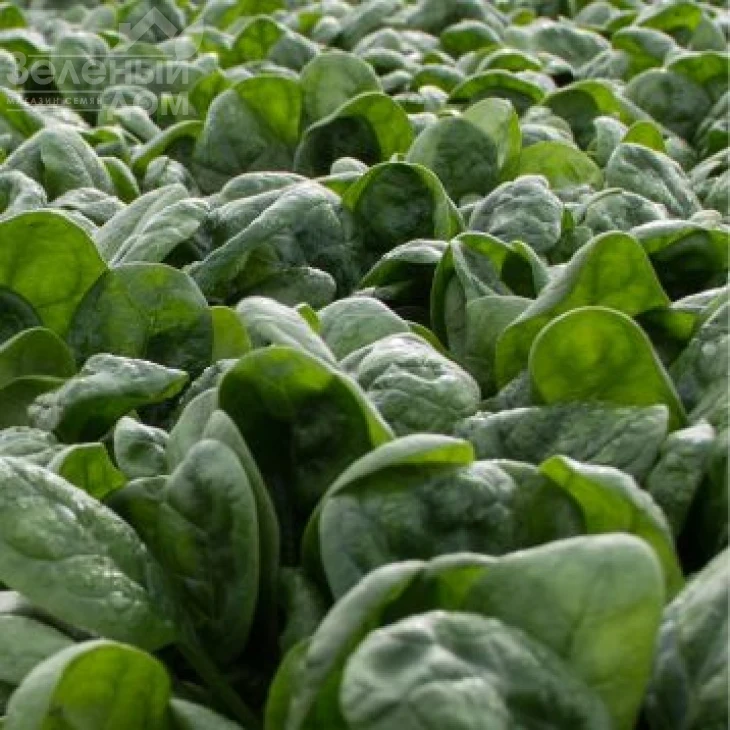 Фагот F1 / Fagot F1, 38-43 дня фото 1