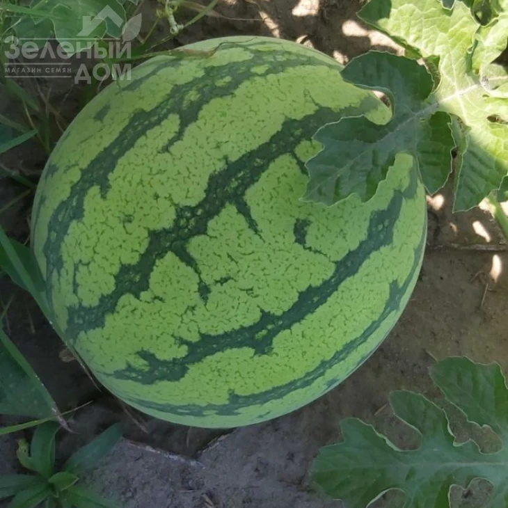 Тигрис F1 / Tigris F1 фото 2