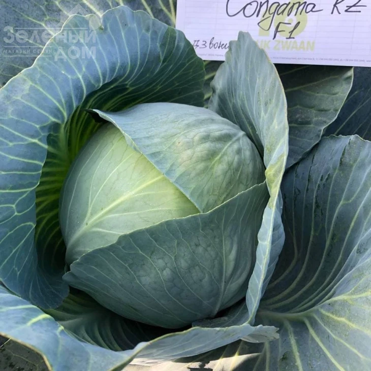 Конгама F1 / Congama F1,115-120 дней фото 2