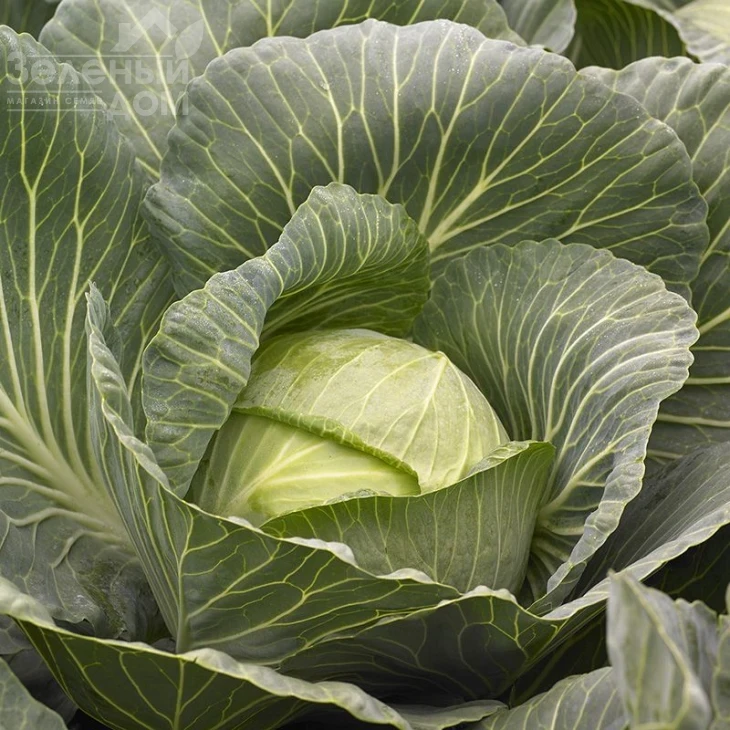 Киласис F1 / Kilasis F1 фото 4