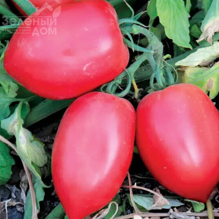 Пінк Крос F1 (LS 09/46 F1) / Pink Kross F1 (LS 09/46 F1), 65-70 днів фото 1