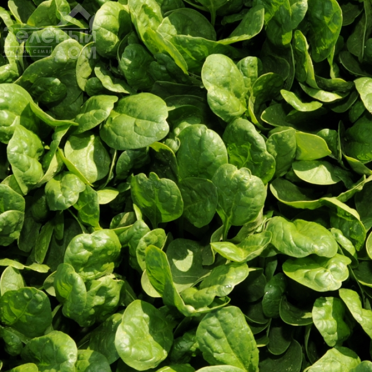 Юкон F1 / Yukon F1 фото 2