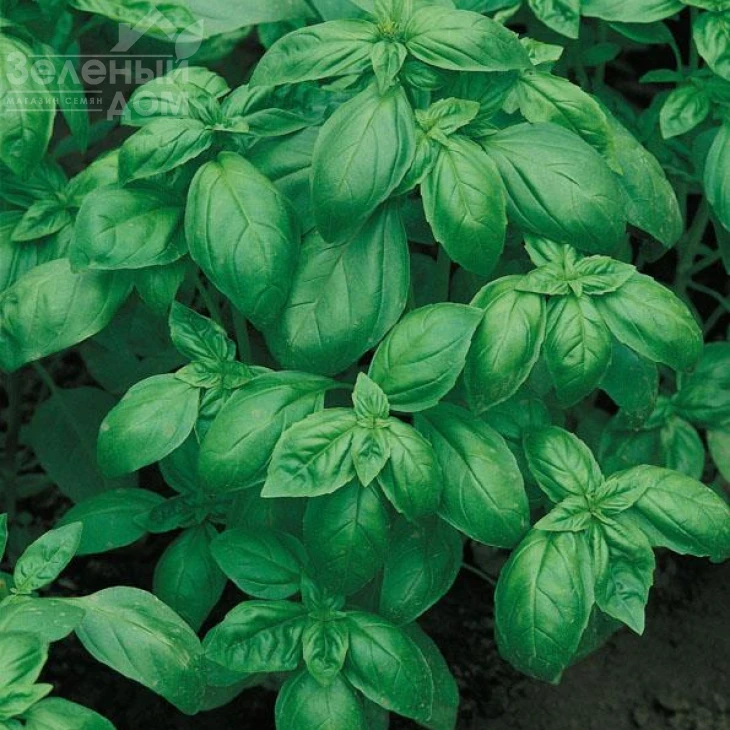 Дарк Грін / Dark Green фото 1