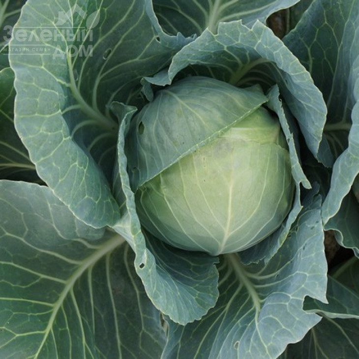 Сір F1 / Sir F1,60 днів фото 5