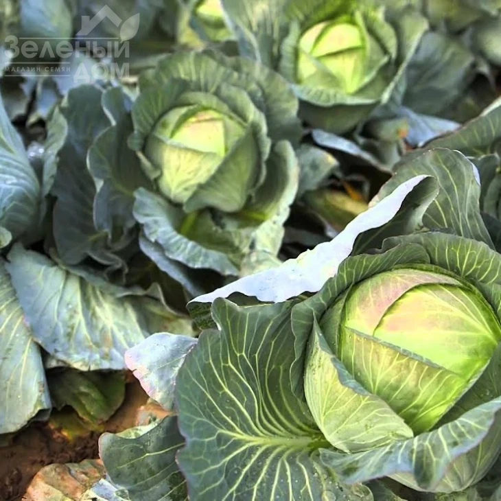 Эластор F1 / Elastor F1,115-125 дней фото 3