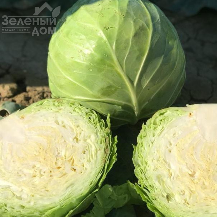 Баградіон F1 / Bagradion F1, 48-53 дні фото 1