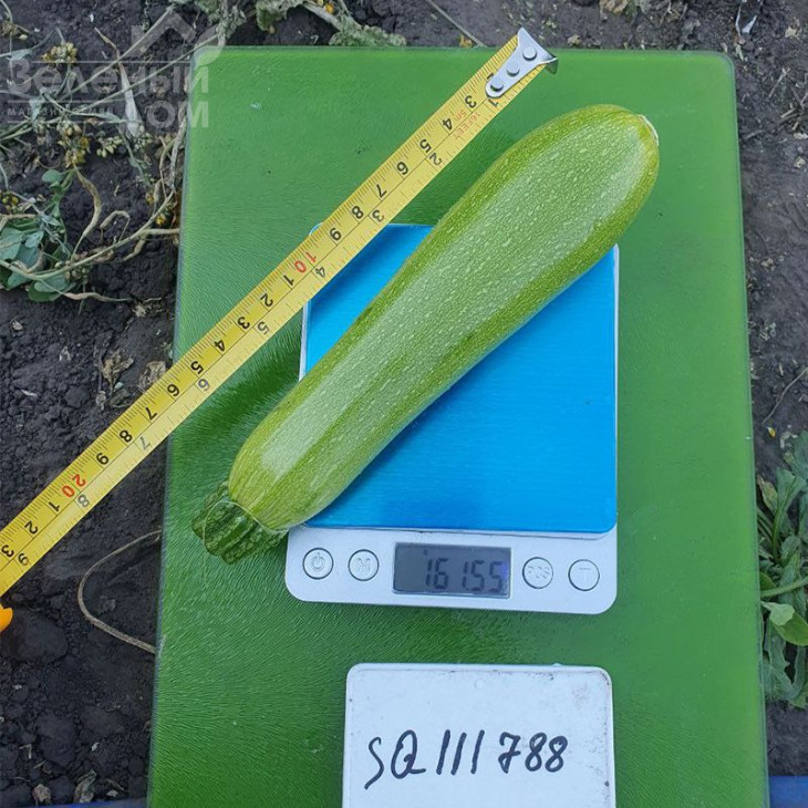 Юліан F1 / Yulian F1, 32-37 днів фото 2