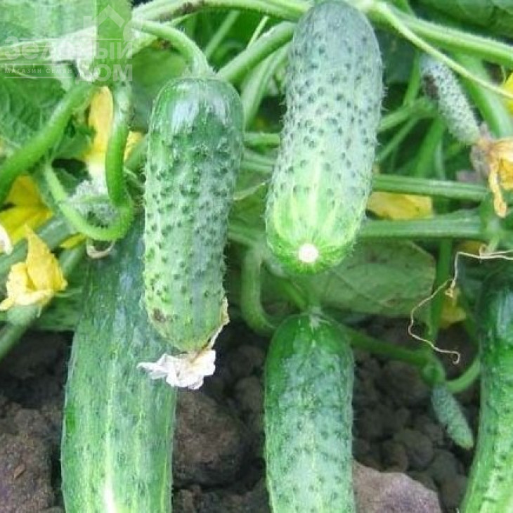 Кріспіна F1 / Crispina F1,38-40 днів фото 3