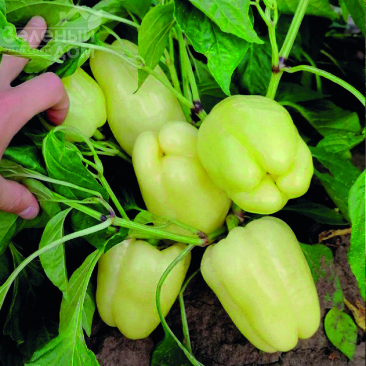 Беллота F1 / Bellota F1 фото 1