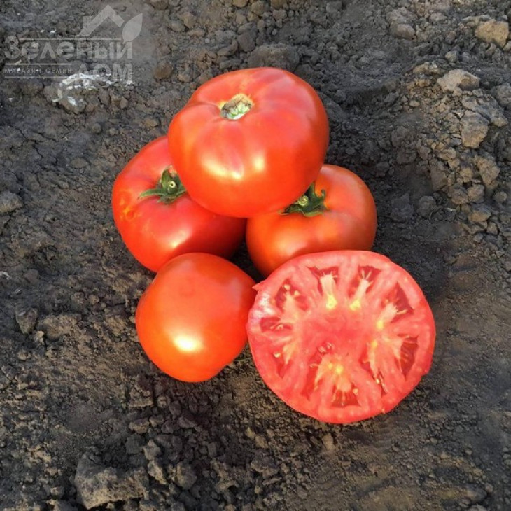 Ріхам F1 / Riham F1,60-62 дні фото 1