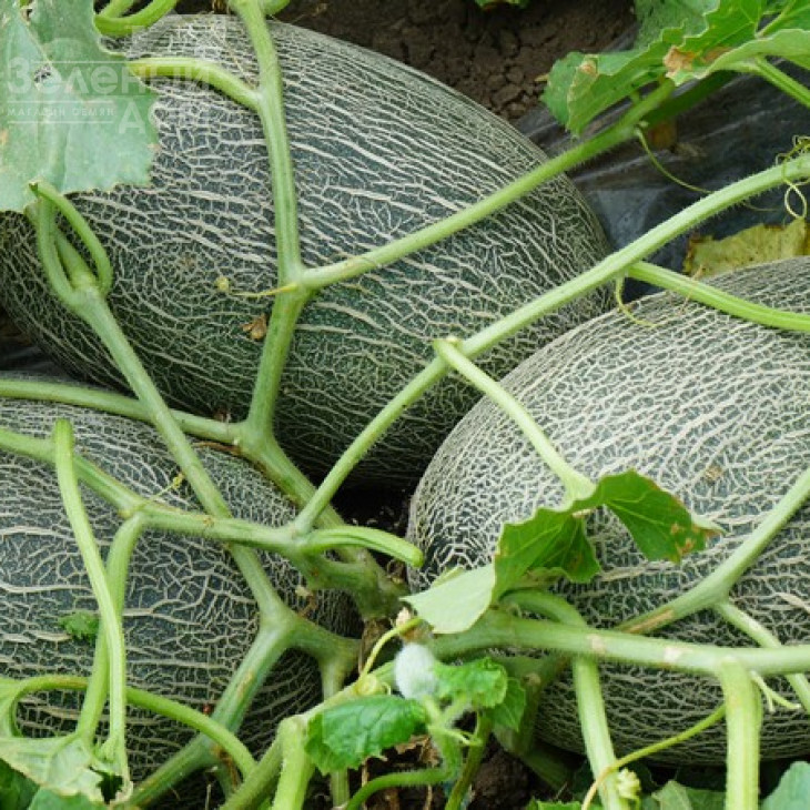 Амал F1 / Amal F1,65-70 днів фото 3