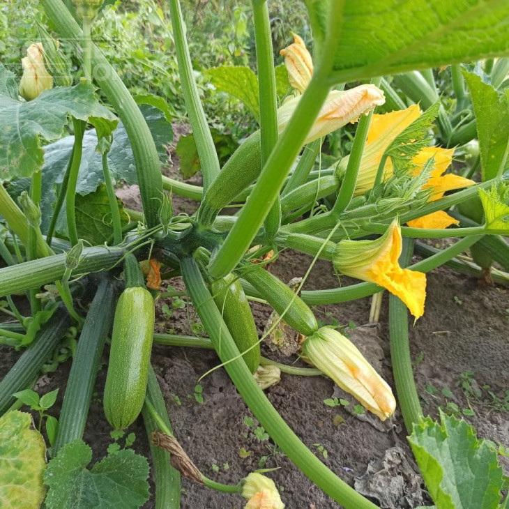 Імператор F1 / Imperator F1, 32-37 днів фото 2