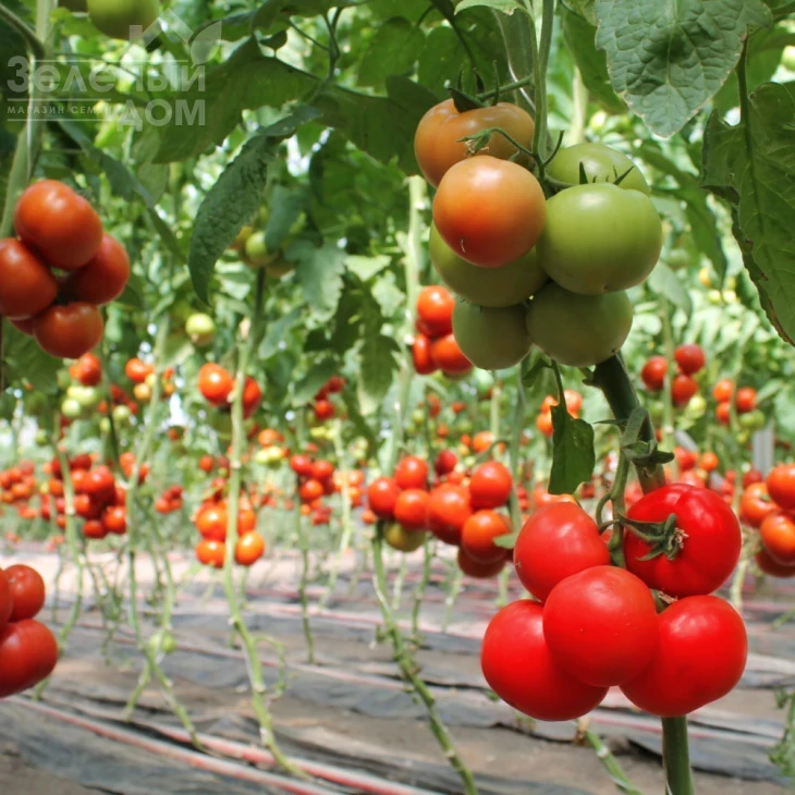 Барибин F1 / Baribin F1 фото 2