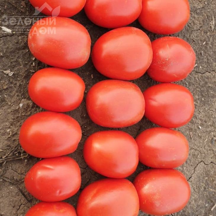 Кафа F1 / Kafa F1,70-75 днів фото 3