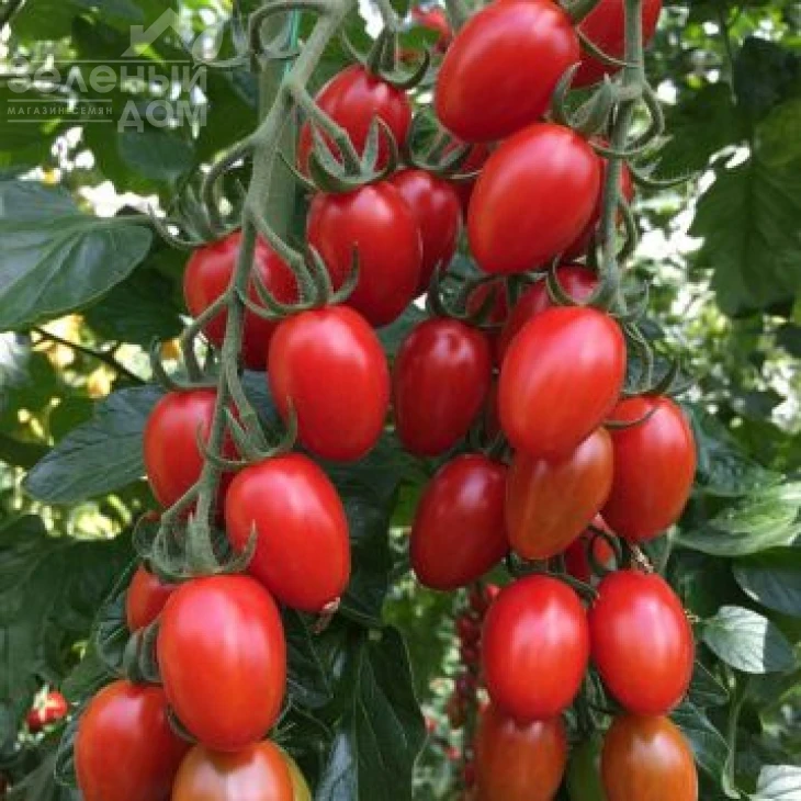 Пекбол(142-520) F1 / Pekbol(142-520) F1,90-95 дней фото 1