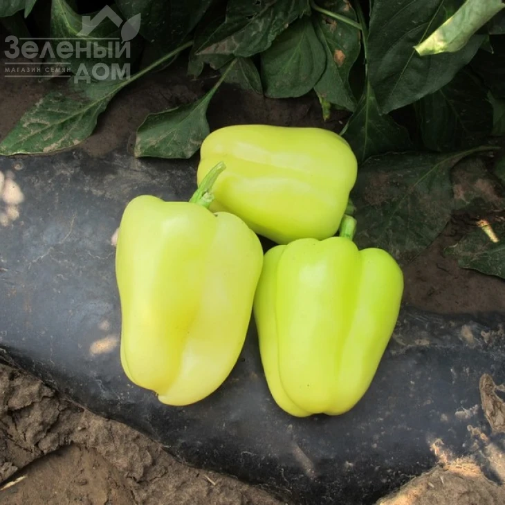 Ирен F1 / Iren F1,65 дней фото 2