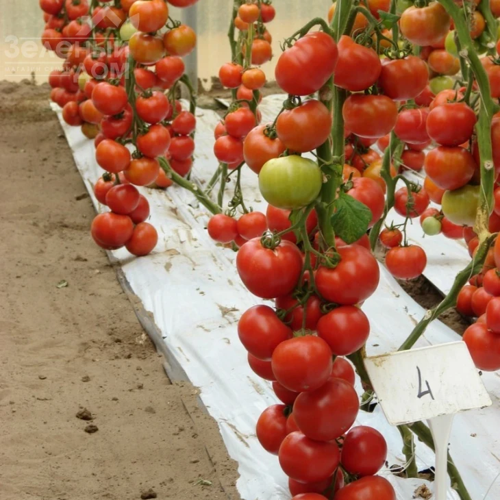 Белле F1 / Belle F1,65 дней фото 2