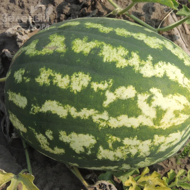 Ау Продюсер / AU Producer, 70-75 дней фото 5