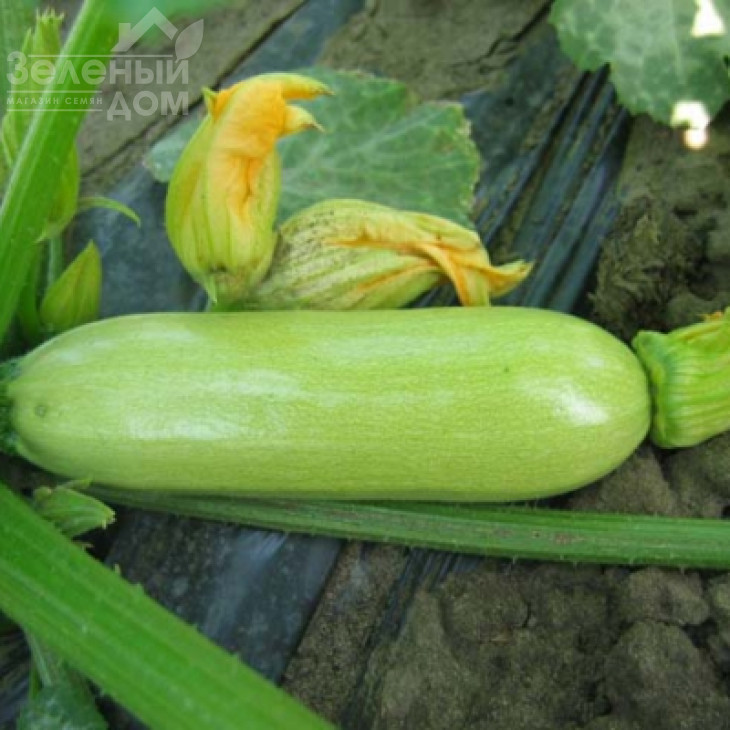 Кавілі F1 / Cavili F1,42-44 дні фото 3