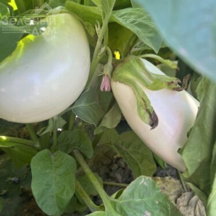 Міракл F1 / Miracle F1 фото 3