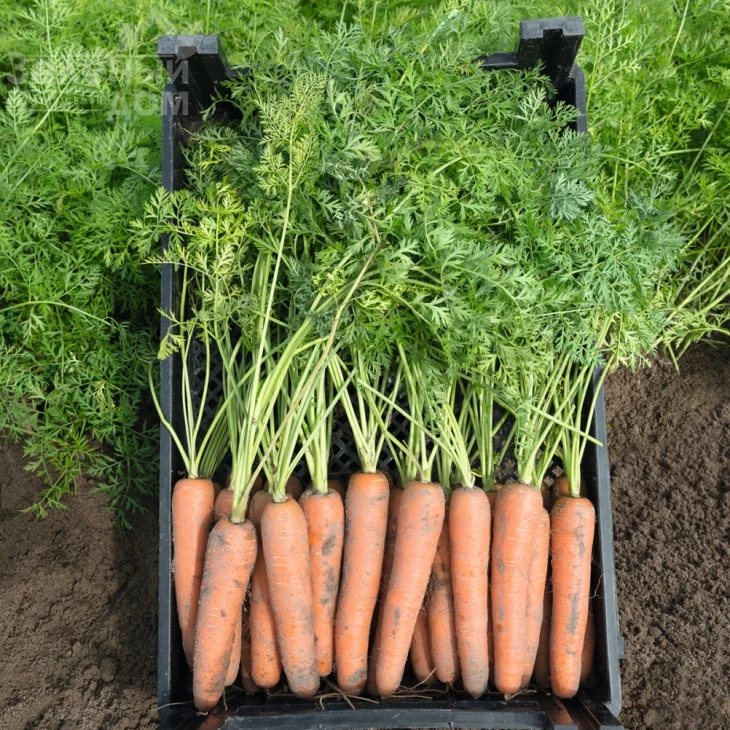 Ниагара F1 / Niagara F1,100 дней фото 2