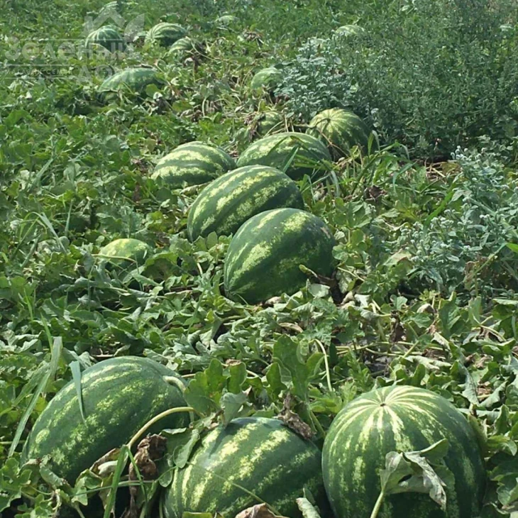Грин Джар F1 / Green Jar F1, 60-65 дней фото 2