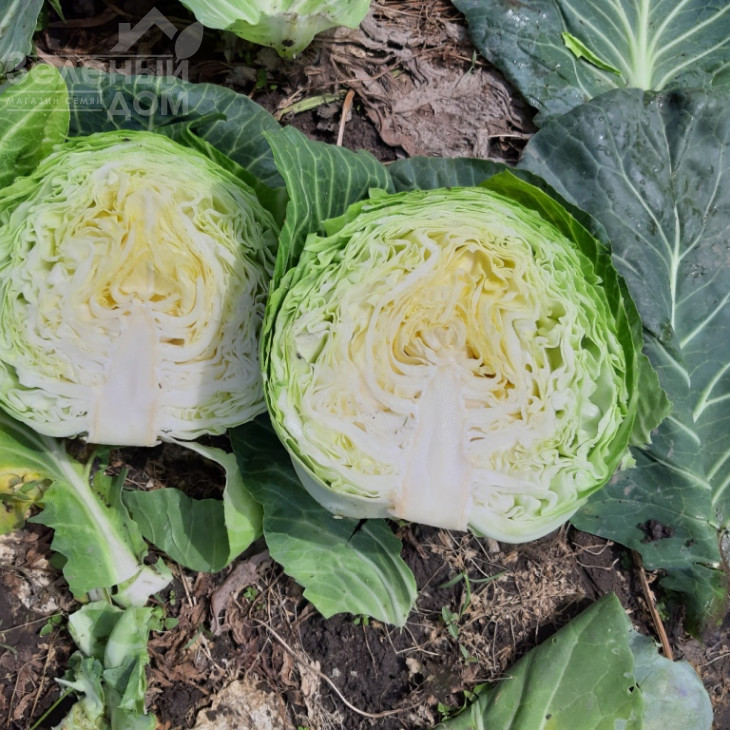 Ксена F1 / Ksena F1, 65-70 днів фото 5