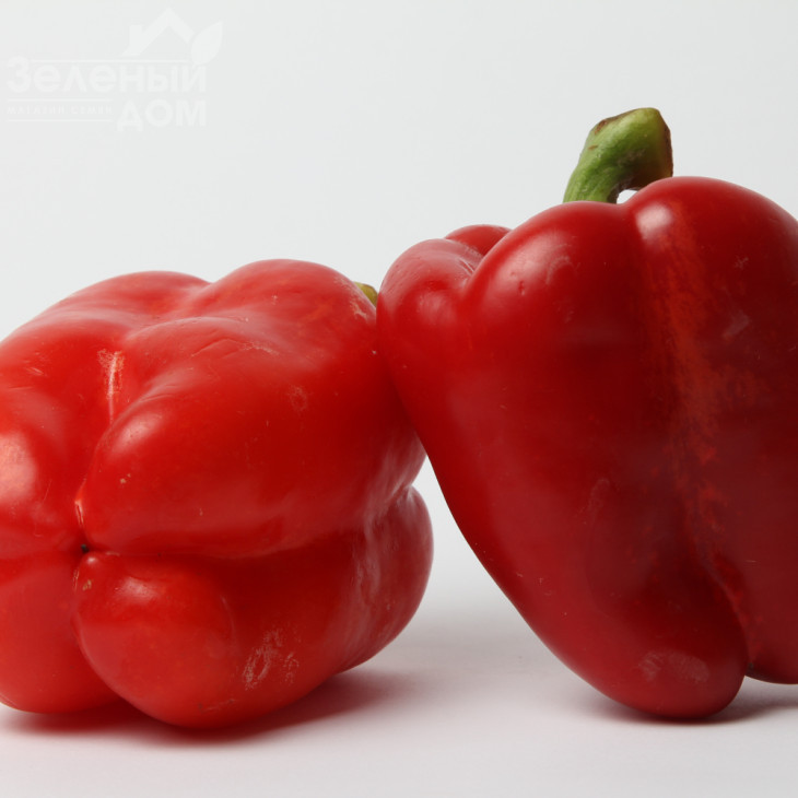 Актеон / Akteon, 65-75 днів фото 1