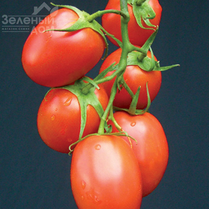 Рапіт F1 / Rapit F1,92-97 днів фото 1