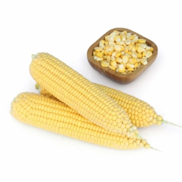 Вега F1 / Vega F1,70-75 дней фото 1