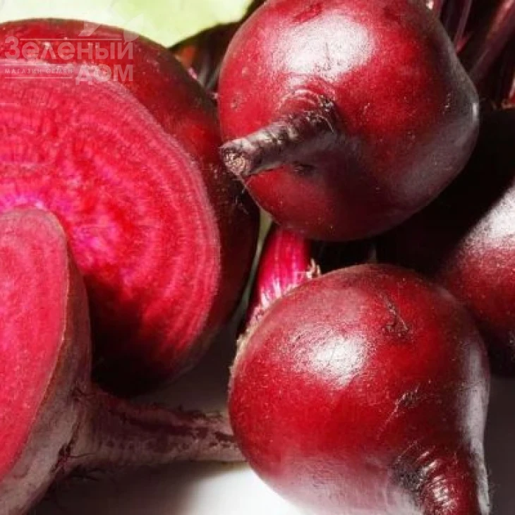 Болтарди / Boltardy,100-110 дней фото 3