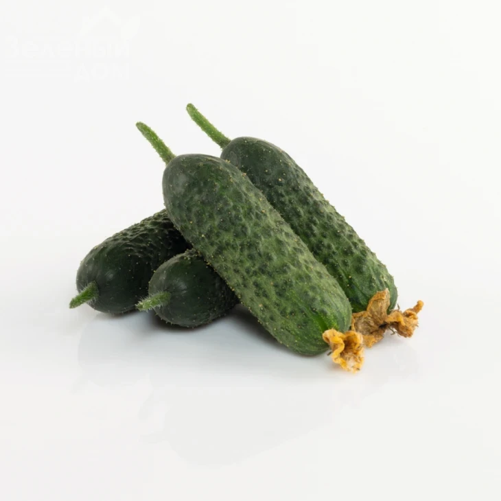 Абсолют F1 / Absolut F1,42-45 дней фото 1