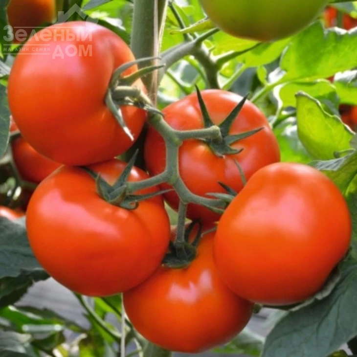 Бехрам F1 / Bekhram F1,95-100 дней фото 1