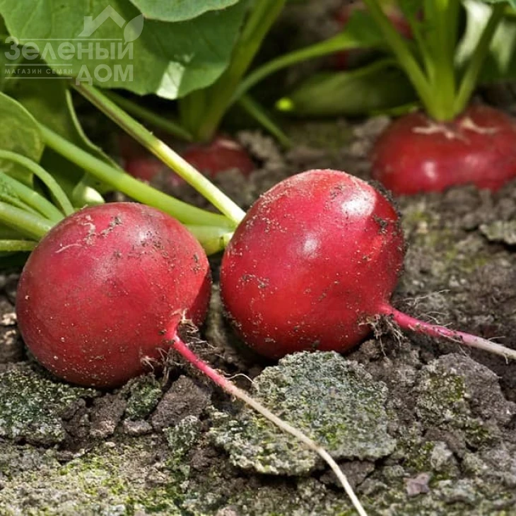 Диего F1 / Diego F1,22-23 дня фото 4