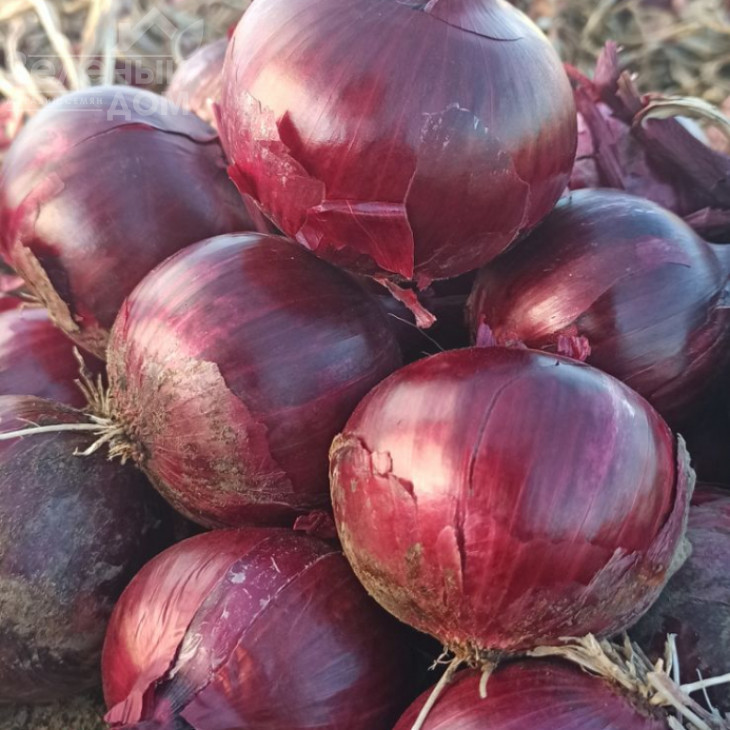 Рубіред F1 / Rubired F1 фото 2