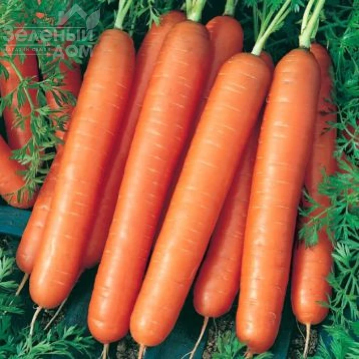 Ванда / Vanda,110-120 дней фото 1